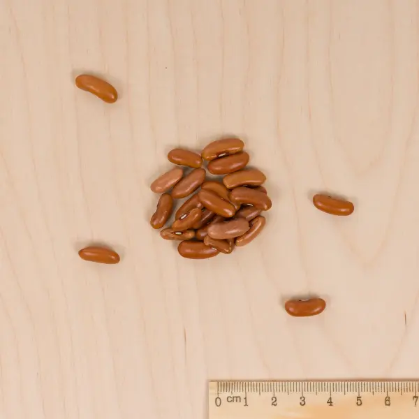 Légumes Secs - Haricot Nain Vert Maxi - 10 m - BIO - MEDIA_3D